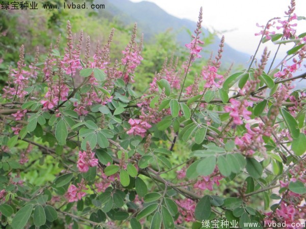 多花木蘭<a href='http://www.wuzhouwash.com/' target='_blank'>種子</a>