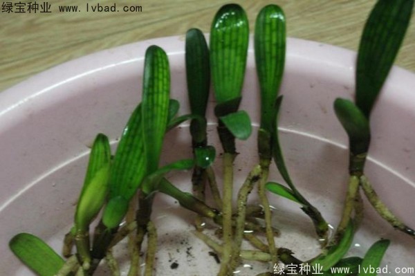 <a href='http://www.wuzhouwash.com/linmuzhongzi/1833.html' target='_blank'>君子蘭種子</a>
