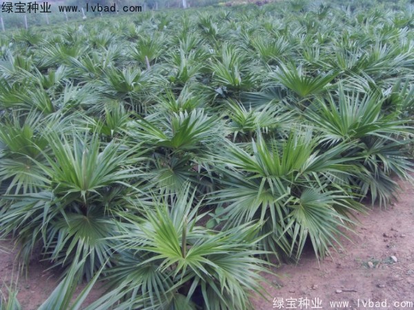 蒲葵<a href='http://www.wuzhouwash.com/' target='_blank'>種子</a>