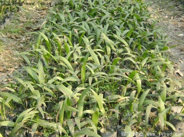 <a href='http://www.wuzhouwash.com/linmuzhongzi/1834.html' target='_blank'>蒲葵種子</a>