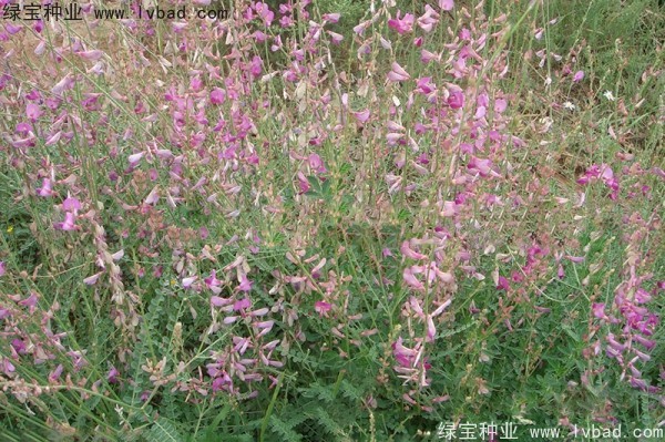 <a href='http://www.wuzhouwash.com/linmuzhongzi/1835.html' target='_blank'>紅豆種子</a>