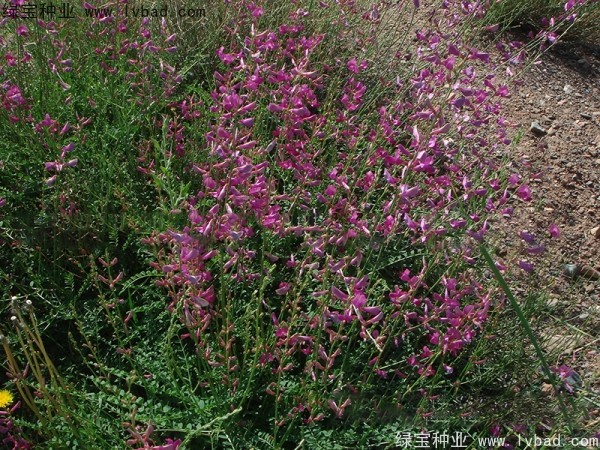 <a href='http://www.wuzhouwash.com/linmuzhongzi/1835.html' target='_blank'>紅豆</a><a href='http://www.wuzhouwash.com/' target='_blank'>種子</a>