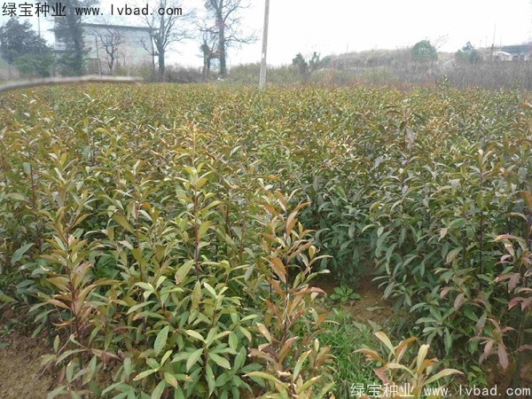 <a href='http://www.wuzhouwash.com/linmuzhongzi/1838.html' target='_blank'>杜英種子</a>
