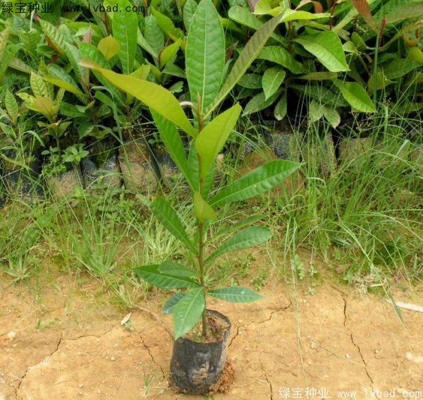 杜英<a href='http://www.wuzhouwash.com/' target='_blank'>種子</a>
