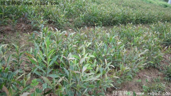 <a href='http://www.wuzhouwash.com/linmuzhongzi/1838.html' target='_blank'>杜英種子</a>