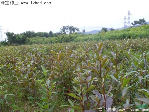 杜英<a href='http://www.wuzhouwash.com/' target='_blank'>種子</a>