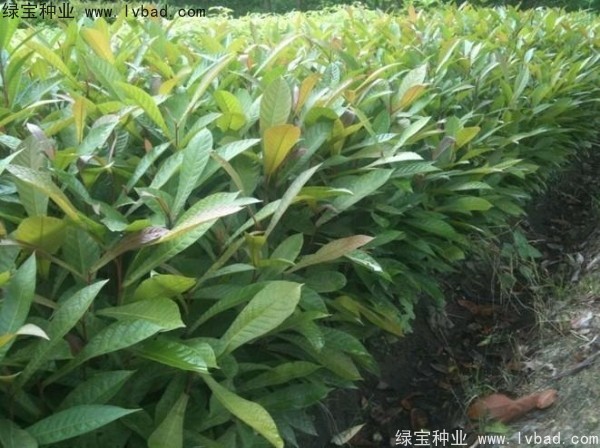 <a href='http://www.wuzhouwash.com/linmuzhongzi/1838.html' target='_blank'>杜英種子</a>