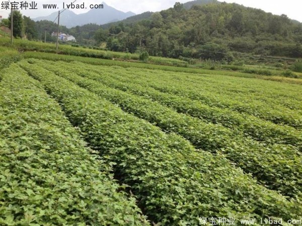 <a href='http://www.wuzhouwash.com/linmuzhongzi/1839.html' target='_blank'>楓香種子</a>