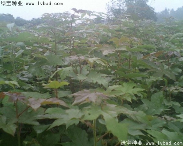 楓香<a href='http://www.wuzhouwash.com/' target='_blank'>種子</a>