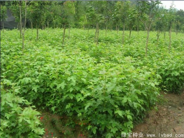 <a href='http://www.wuzhouwash.com/linmuzhongzi/1839.html' target='_blank'>楓香</a><a href='http://www.wuzhouwash.com/' target='_blank'>種子</a>