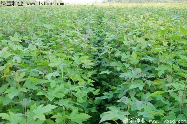 <a href='http://www.wuzhouwash.com/linmuzhongzi/1839.html' target='_blank'>楓香種子</a>