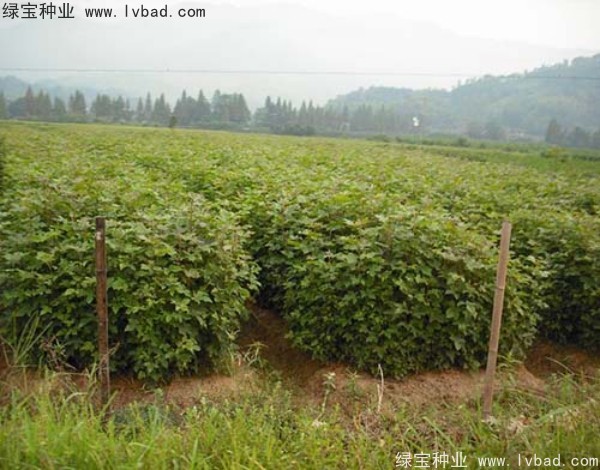 楓香<a href='http://www.wuzhouwash.com/' target='_blank'>種子</a>