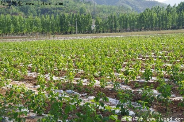 復葉槭<a href='http://www.wuzhouwash.com/' target='_blank'>種子</a>