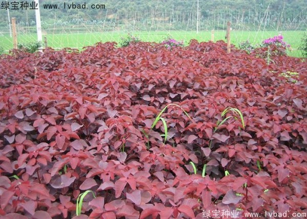 紅櫨<a href='http://www.wuzhouwash.com/' target='_blank'>種子</a>