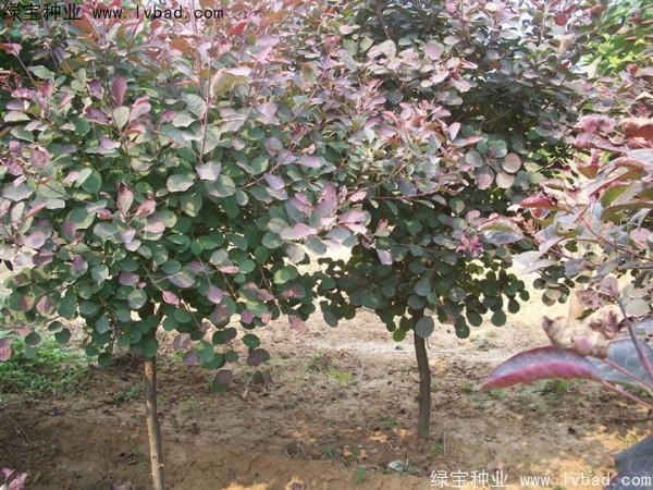 <a href='http://www.wuzhouwash.com/linmuzhongzi/1842.html' target='_blank'>紅櫨種子</a>