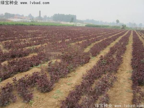 <a href='http://www.wuzhouwash.com/linmuzhongzi/1842.html' target='_blank'>紅櫨</a><a href='http://www.wuzhouwash.com/' target='_blank'>種子</a>