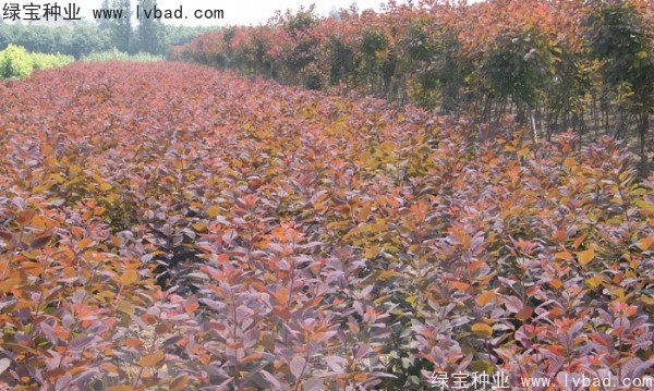 紅櫨<a href='http://www.wuzhouwash.com/' target='_blank'>種子</a>
