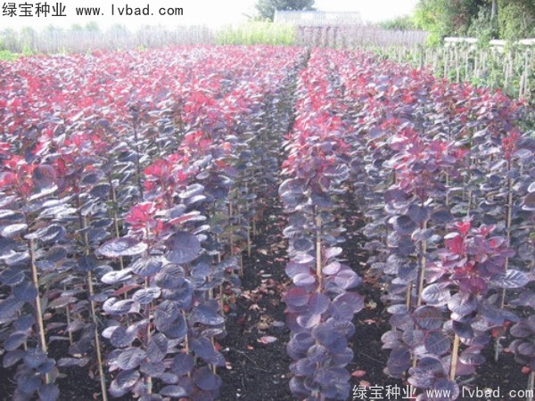 <a href='http://www.wuzhouwash.com/linmuzhongzi/1842.html' target='_blank'>紅櫨種子</a>