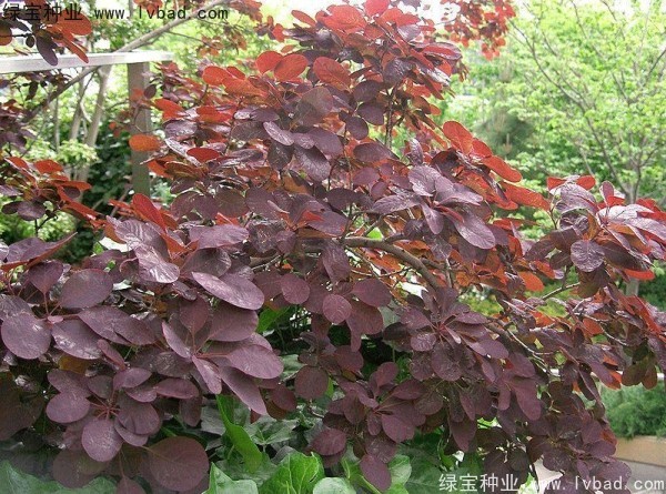 <a href='http://www.wuzhouwash.com/linmuzhongzi/1842.html' target='_blank'>紅櫨種子</a>