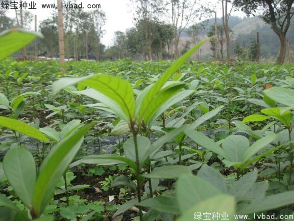 金絲<a href='http://www.wuzhouwash.com/linmuzhongzi/2266.html' target='_blank'>楠木種子</a>