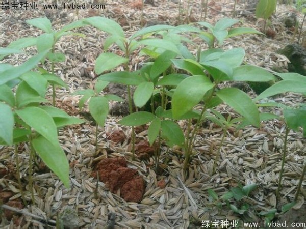金絲<a href='http://www.wuzhouwash.com/linmuzhongzi/2266.html' target='_blank'>楠木種子</a>