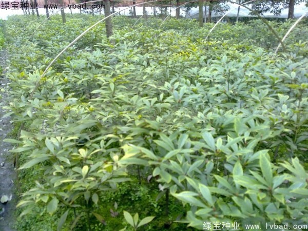 <a href='http://www.wuzhouwash.com/linmuzhongzi/1843.html' target='_blank'>金絲楠</a>木<a href='http://www.wuzhouwash.com/' target='_blank'>種子</a>