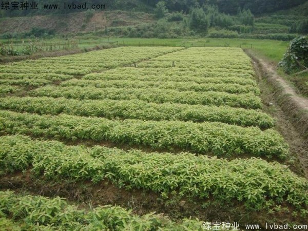 <a href='http://www.wuzhouwash.com/linmuzhongzi/1843.html' target='_blank'>金絲楠</a>木<a href='http://www.wuzhouwash.com/' target='_blank'>種子</a>
