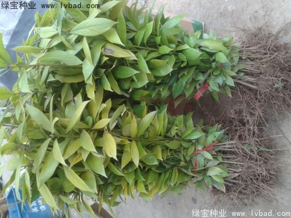 金絲<a href='http://www.wuzhouwash.com/linmuzhongzi/2266.html' target='_blank'>楠木種子</a>