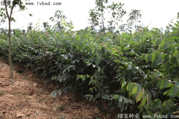 <a href='http://www.wuzhouwash.com/linmuzhongzi/1844.html' target='_blank'>櫸樹(shù)</a><a href='http://www.wuzhouwash.com/' target='_blank'>種子</a>