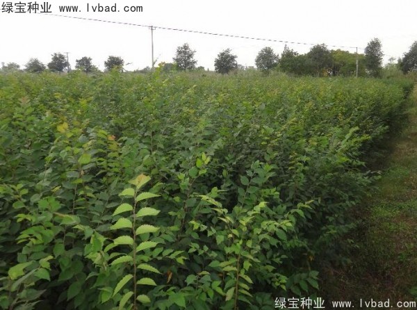 <a href='http://www.wuzhouwash.com/linmuzhongzi/1844.html' target='_blank'>櫸樹(shù)種子</a>