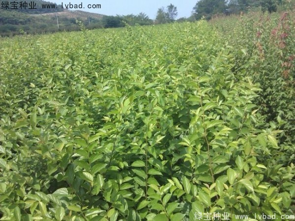 櫸樹(shù)<a href='http://www.wuzhouwash.com/' target='_blank'>種子</a>