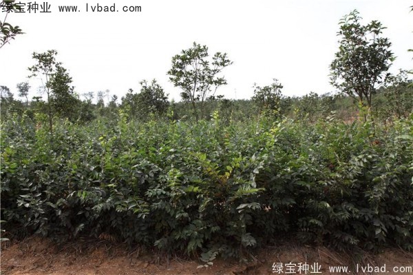 櫸樹(shù)<a href='http://www.wuzhouwash.com/' target='_blank'>種子</a>