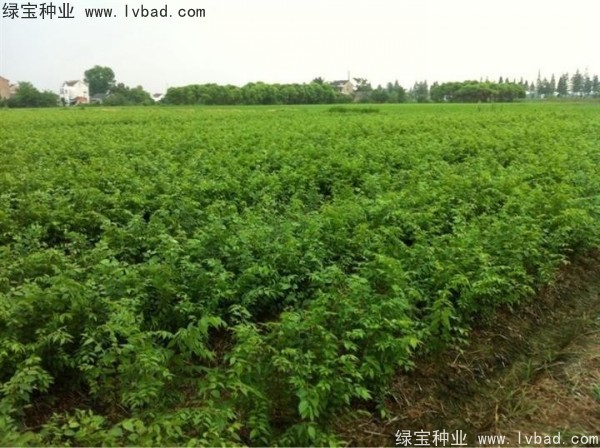 <a href='http://www.wuzhouwash.com/linmuzhongzi/1844.html' target='_blank'>櫸樹(shù)種子</a>
