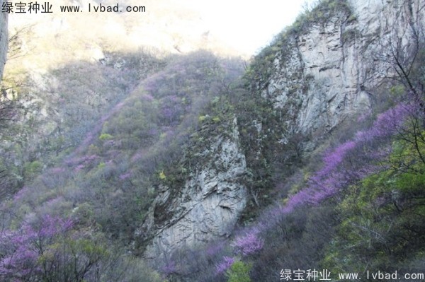 巨<a href='http://www.wuzhouwash.com/linmuzhongzi/1760.html' target='_blank'>紫荊</a><a href='http://www.wuzhouwash.com/' target='_blank'>種子</a>