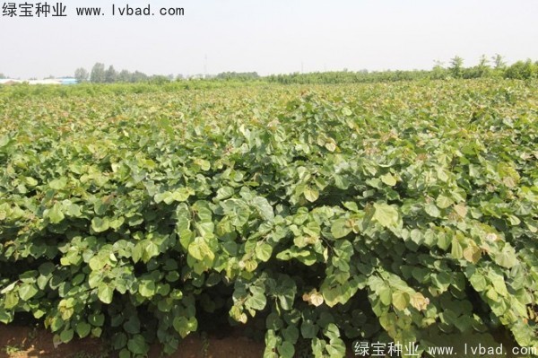 巨<a href='http://www.wuzhouwash.com/linmuzhongzi/1760.html' target='_blank'>紫荊種子</a>