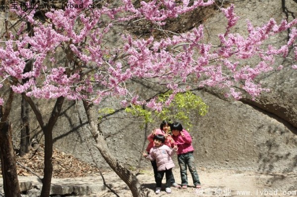 <a href='http://www.wuzhouwash.com/linmuzhongzi/1845.html' target='_blank'>巨紫荊種子</a>