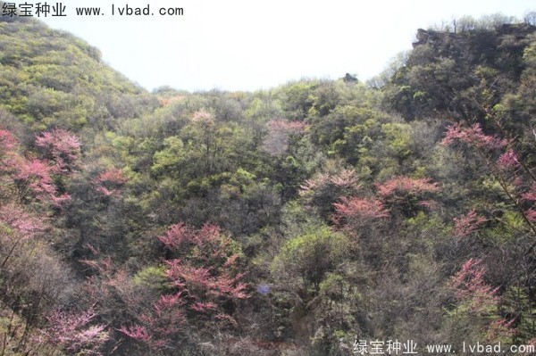 <a href='http://www.wuzhouwash.com/linmuzhongzi/1845.html' target='_blank'>巨紫荊</a><a href='http://www.wuzhouwash.com/' target='_blank'>種子</a>