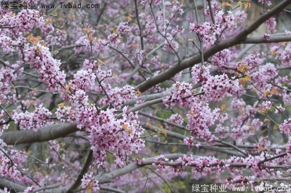 巨<a href='http://www.wuzhouwash.com/linmuzhongzi/1760.html' target='_blank'>紫荊種子</a>