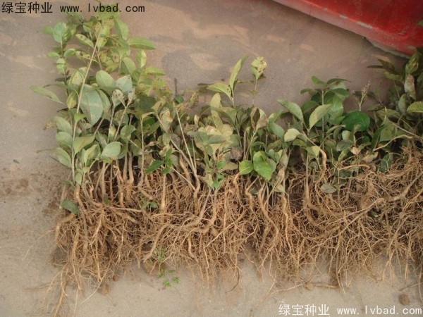 <a href='http://www.wuzhouwash.com/linmuzhongzi/1846.html' target='_blank'>流蘇種子</a>