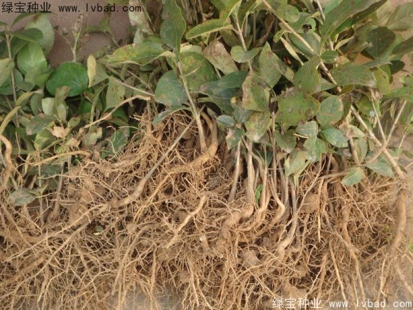 <a href='http://www.wuzhouwash.com/linmuzhongzi/1846.html' target='_blank'>流蘇</a><a href='http://www.wuzhouwash.com/' target='_blank'>種子</a>