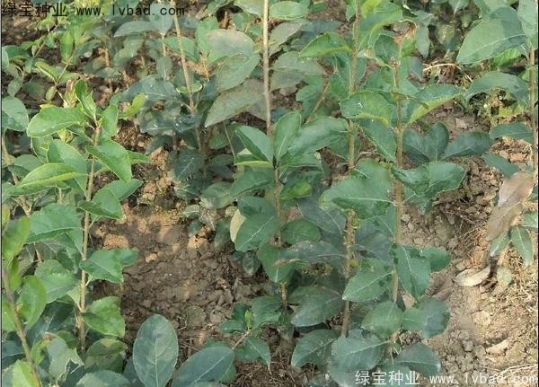 <a href='http://www.wuzhouwash.com/linmuzhongzi/1846.html' target='_blank'>流蘇種子</a>