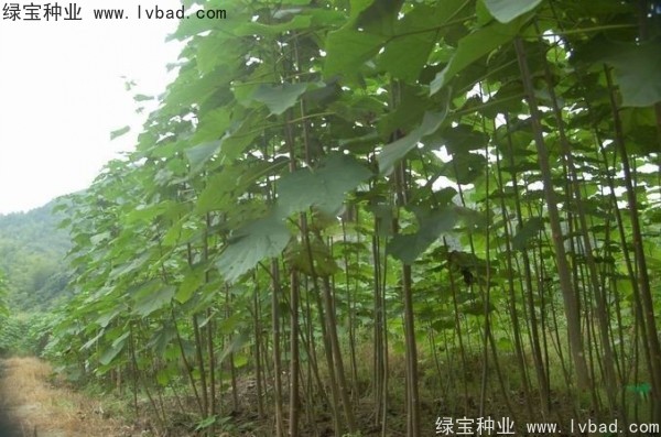 泡桐<a href='http://www.wuzhouwash.com/' target='_blank'>種子</a>