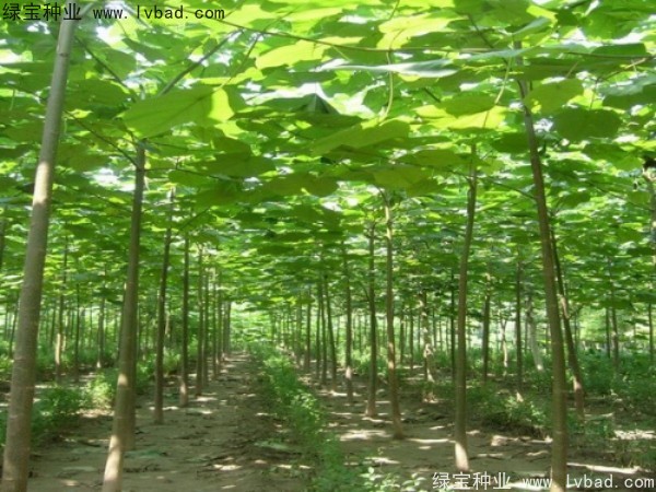 泡桐<a href='http://www.wuzhouwash.com/' target='_blank'>種子</a>