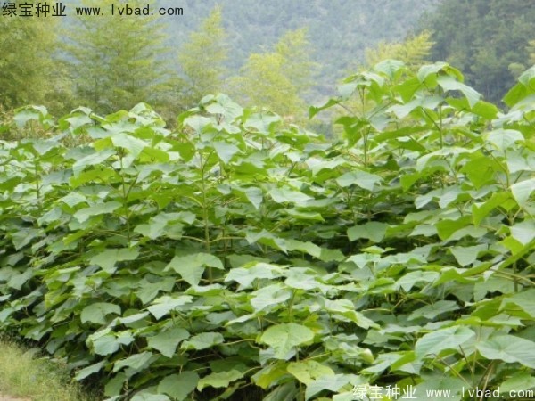 泡桐<a href='http://www.wuzhouwash.com/' target='_blank'>種子</a>