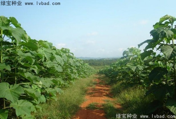 <a href='http://www.wuzhouwash.com/linmuzhongzi/1848.html' target='_blank'>泡桐種子</a>