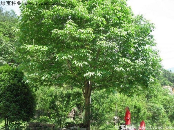 <a href='http://www.wuzhouwash.com/linmuzhongzi/1849.html' target='_blank'>七葉樹種子</a>