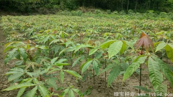 七葉樹<a href='http://www.wuzhouwash.com/' target='_blank'>種子</a>