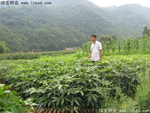 <a href='http://www.wuzhouwash.com/linmuzhongzi/1849.html' target='_blank'>七葉樹種子</a>
