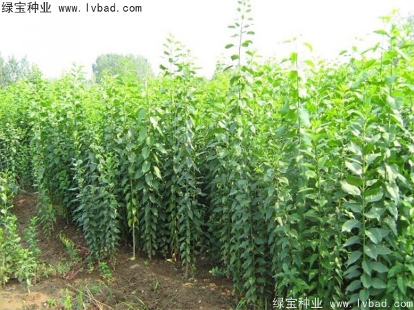 <a href='http://www.wuzhouwash.com/linmuzhongzi/1850.html' target='_blank'>絲棉木種子</a>