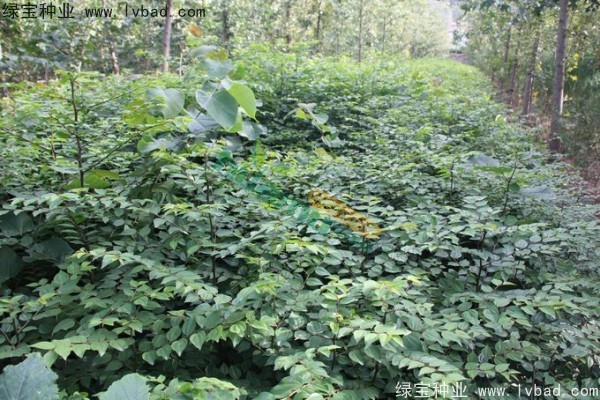 銅錢柳<a href='http://www.wuzhouwash.com/' target='_blank'>種子</a>